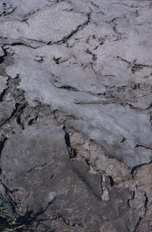 Lodos y vertidos de las “mareas negras”, otra fuente contaminante