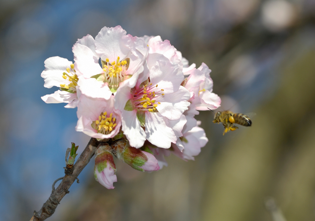 La producción de almendras depende casi por completo de la polinización de abejas melíferas, cuyo traslado masivo y exposición a monocultivos y pesticidas está generando impactos preocupantes en su supervivencia.