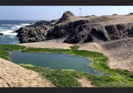 Aguada La Chimba: el humedal del desierto que conquistó un premio mundial