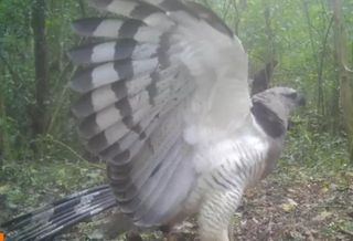 Águia mais rara do Brasil é filmada pela primeira vez no Parque Nacional do Iguaçu