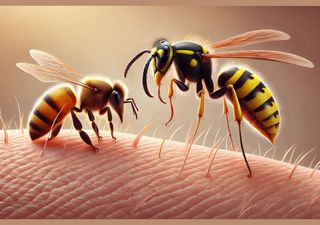 Aguijón de vida o sacrificio: por qué las abejas mueren tras picarnos y las avispas no