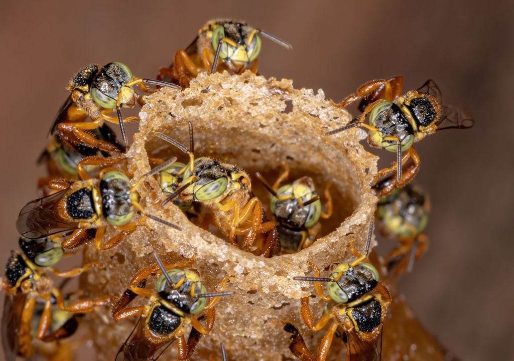 Abejas sin aguijón Abejas sin aguijón