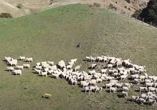 Ahora los robots podrían reemplazar a los perros pastores de ovejas