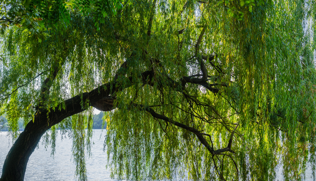 En Xochimilco existen referencias populares a ahuejote blanco y ahuejote rojo, diferenciados por rasgos del tallo y apariencia general. En Xochimilco existen referencias populares a ahuejote blanco y ahuejote rojo, diferenciados por rasgos del tallo y apariencia general.