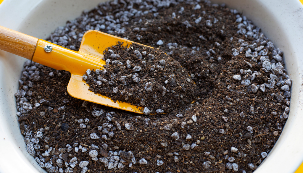 En patios pequeños, es mejor evitar plantarlo directo al suelo cerca de tuberías. En cambio, se recomienda usar macetas con un sustrato que retenga la humedad. En patios pequeños, es mejor evitar plantarlo directo al suelo cerca de tuberías. En cambio, se recomienda usar macetas con un sustrato que retenga la humedad.