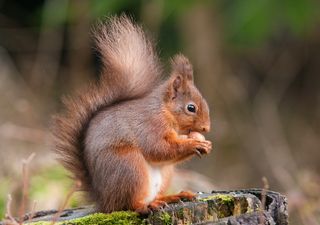 "AI agent" is tracking red squirrels to help save the British native species