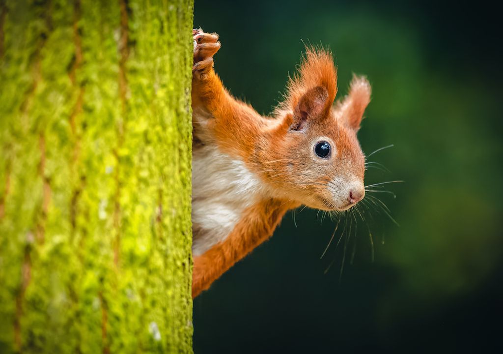 Red squirrel, UK.