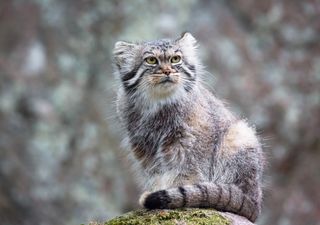 Eccezionale scoperta, ai piedi dell'Everest vive una rara specie di gatto