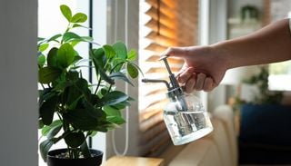Aire acondicionado natural: las plantas que pueden ayudar a crear un hogar m&aacute;s fresco y mejorar el aislamiento t&eacute;rmico