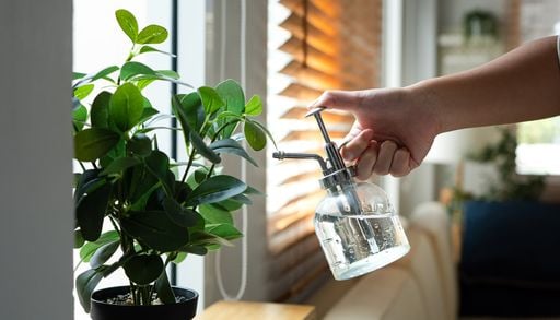 Aire acondicionado natural: las plantas que pueden ayudar a crear un hogar m&aacute;s fresco y mejorar el aislamiento t&eacute;rmico