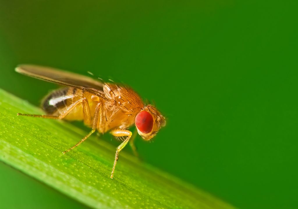 mosca da fruta, inseto mosca da fruta, inseto