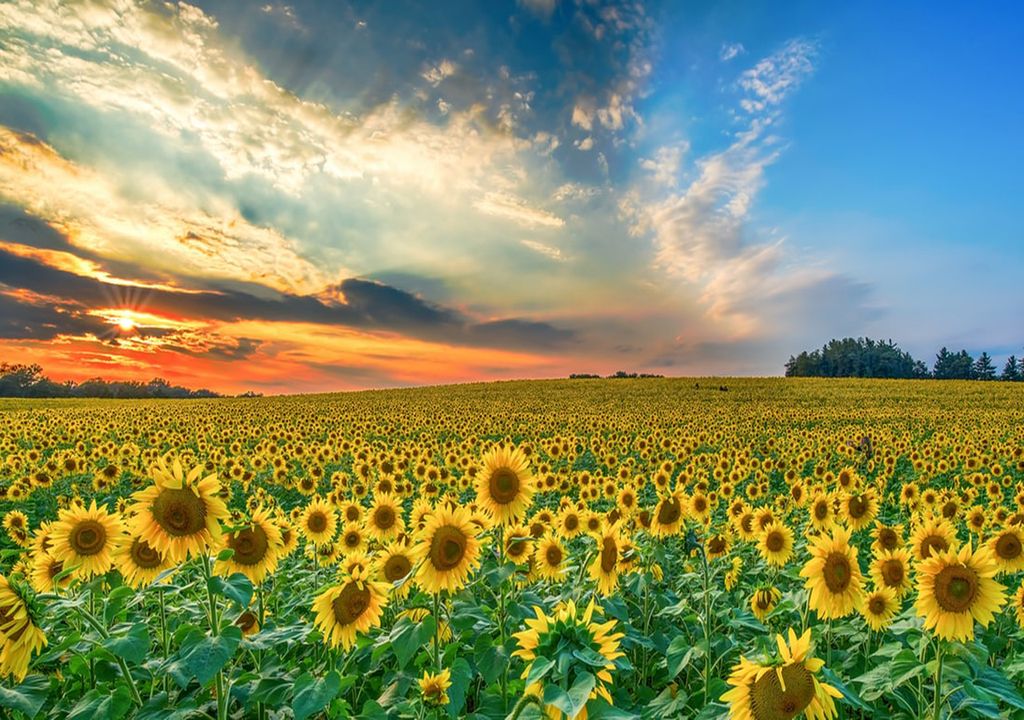 Lluvia, Cultivos, Humedad