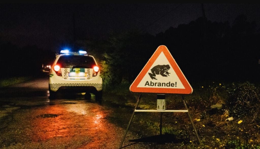 O programa Sapos na Estrada visa auxiliar anfíbios na travessia das vias rodoviárias durante a migração e sensibilizar os condutores para a presença destes animais. Foto: Município de Lousada