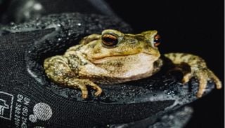 Ajude os anfíbios da Lousada a escapar ao trânsito e a chegar em segurança aos locais reprodução