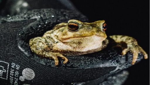 Ajude os anf&iacute;bios da Lousada a escapar ao tr&acirc;nsito e a chegar em seguran&ccedil;a aos locais reprodu&ccedil;&atilde;o