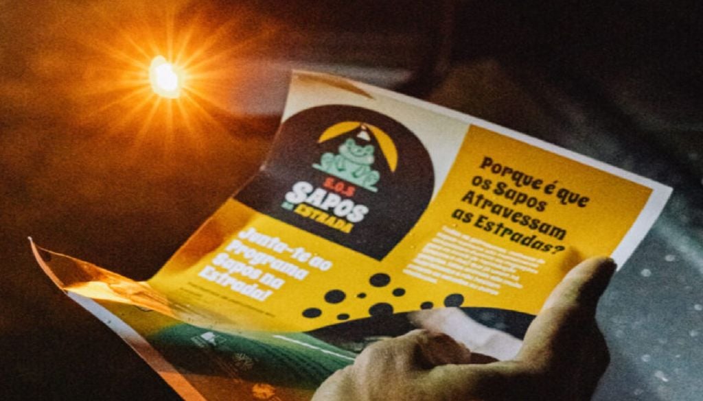 Todas as primaveras, milhares de sapos comuns são atropelados durante as migrações para os locais de reprodução. Foto: Município de Lousada