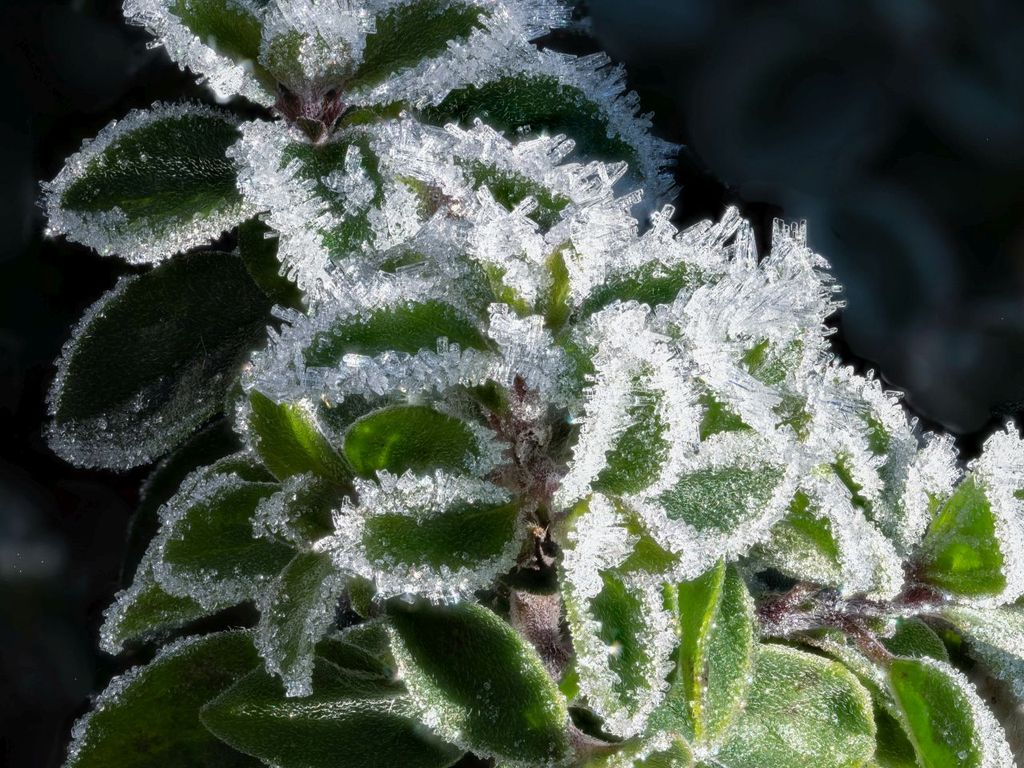 frost, deutschland, eisheilige