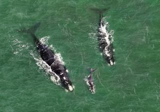 Alarma en Península Valdés: hallan decenas de ballenas muertas y se investiga el impacto ambiental