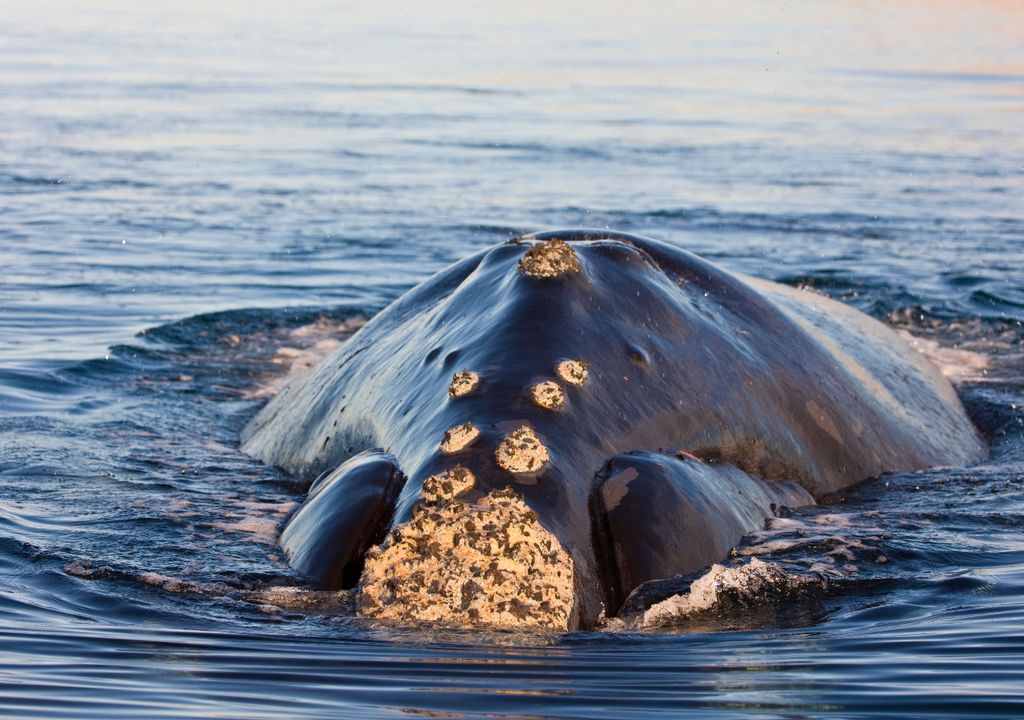 ballenas