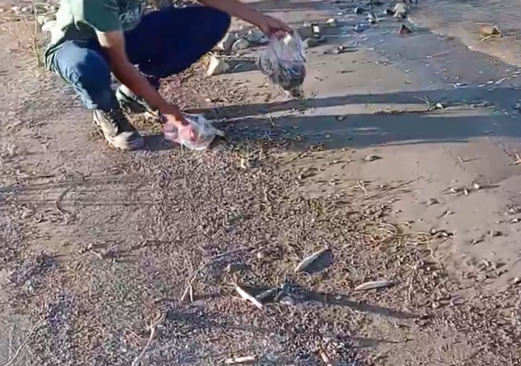 Peces muertos en el dique Cuesta del Viento San Juan