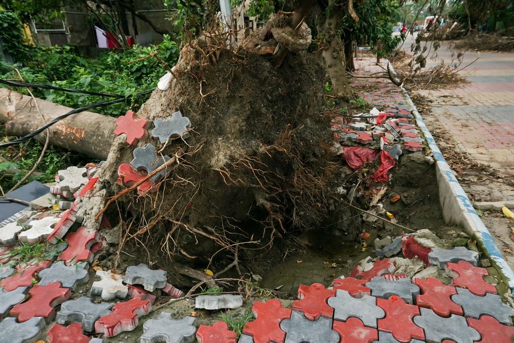 Árbol arrancado de raíz en otra tormenta que se cebó con el estado de Bengala Occidental, India.