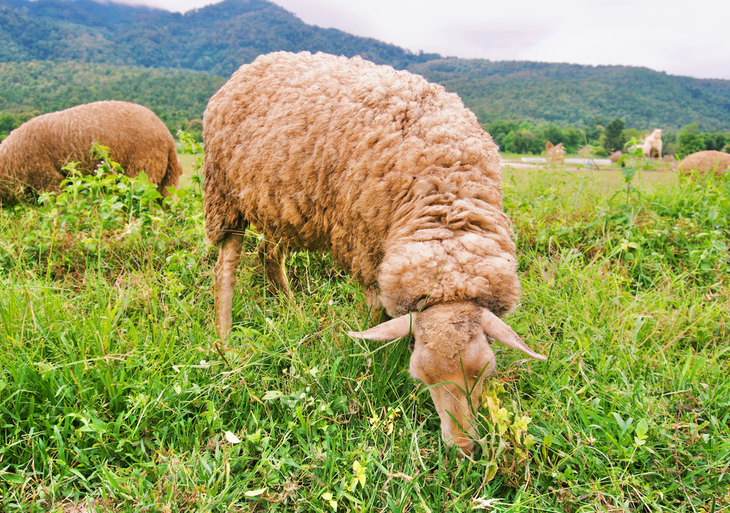 Schaf, Symbolbild, Schafrassen, Bedrängnis, Die Rote Liste 2025, Rückgänge