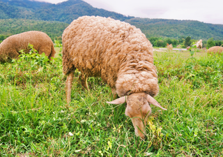 Alarmierende Entwicklung in Deutschland : BLE legt neue Rote Liste einheimischer Nutztierrassen vor