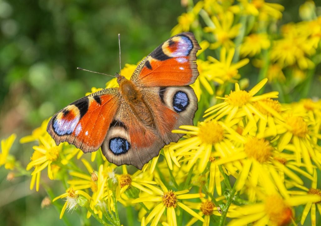The peacock butterfly is in decline