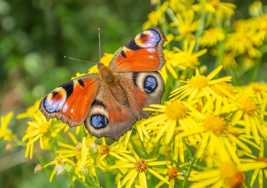 The peacock butterfly is in decline