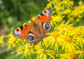 “Alarming”: UK flying insect populations plummet 60%