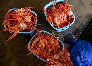 Alaska : où sont passés ces milliards de crabes des neiges disparus ?