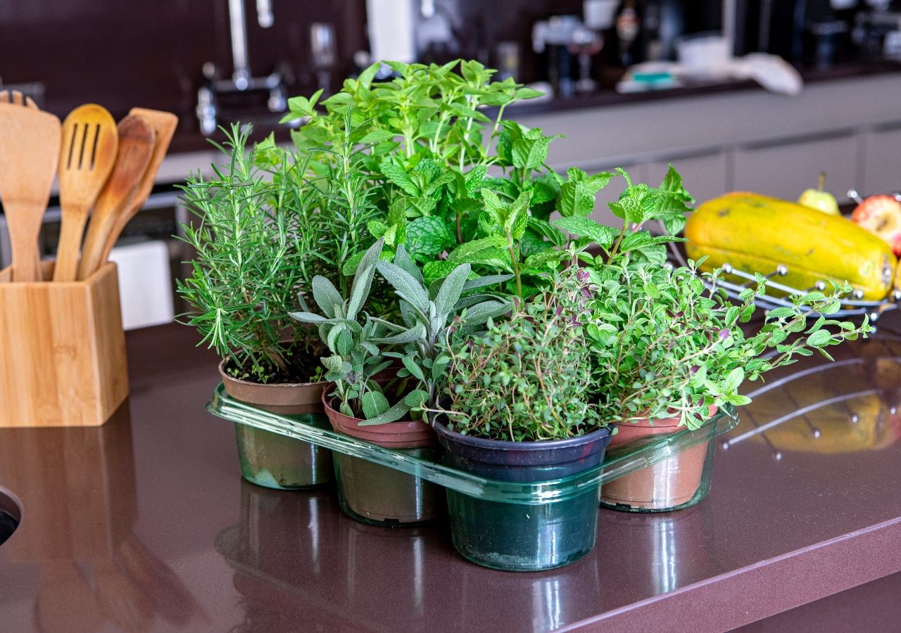 Albahaca, orégano y cilantro: consejos para cultivarlas sin que se ...