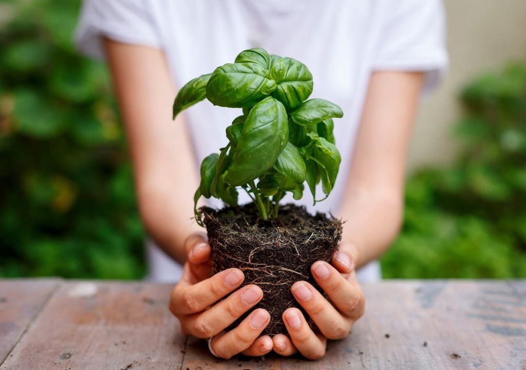 plantita En invierno, la albahaca entra en una fase más lenta, donde el manejo del ambiente se vuelve clave.