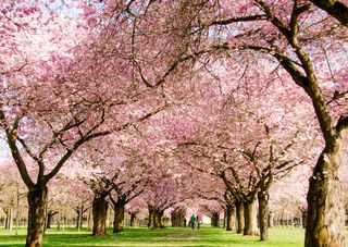 Quali alberi e piante fioriscono a marzo?