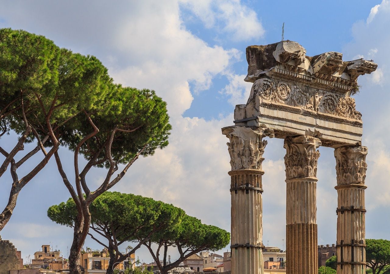 I pini di Roma fanno parte del panorama tipico della città, ma sono a rischio per la rapida espansione di un insetto.