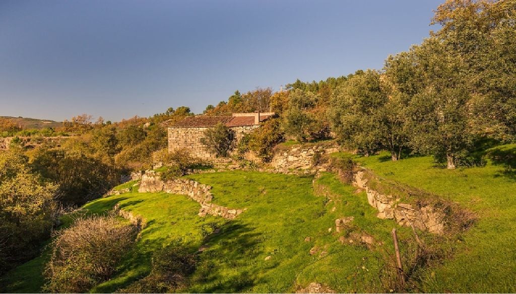Com uma paisagem dominada por oliveiras e rebanhos, a aldeia de Rapa, no município de Celorico da Beira, tem fortes tradições na produção de azeite e queijo serrano. Foto: aldeiasdemontanha.pt