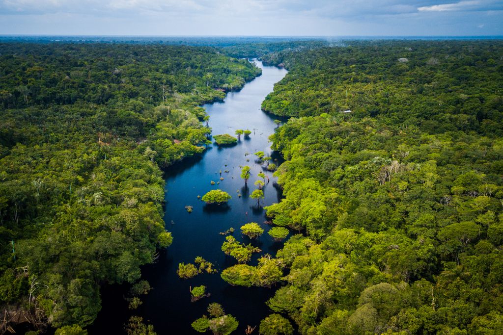 Río cortando la selva amazónica, en Brasil