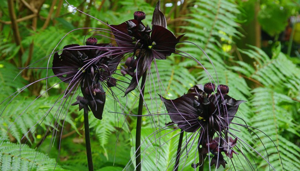 A encantadora flor exótica flor-morcego (Tacca chantrieri).