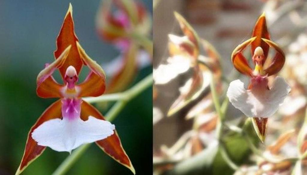 A beleza da orquídea-bailarina (Caladenia melanema). Crédito: Divulgação.
