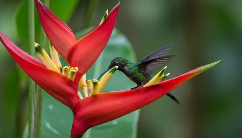 A elegante flor exótica helicônia (Heliconia). Crédito: Divulgação.