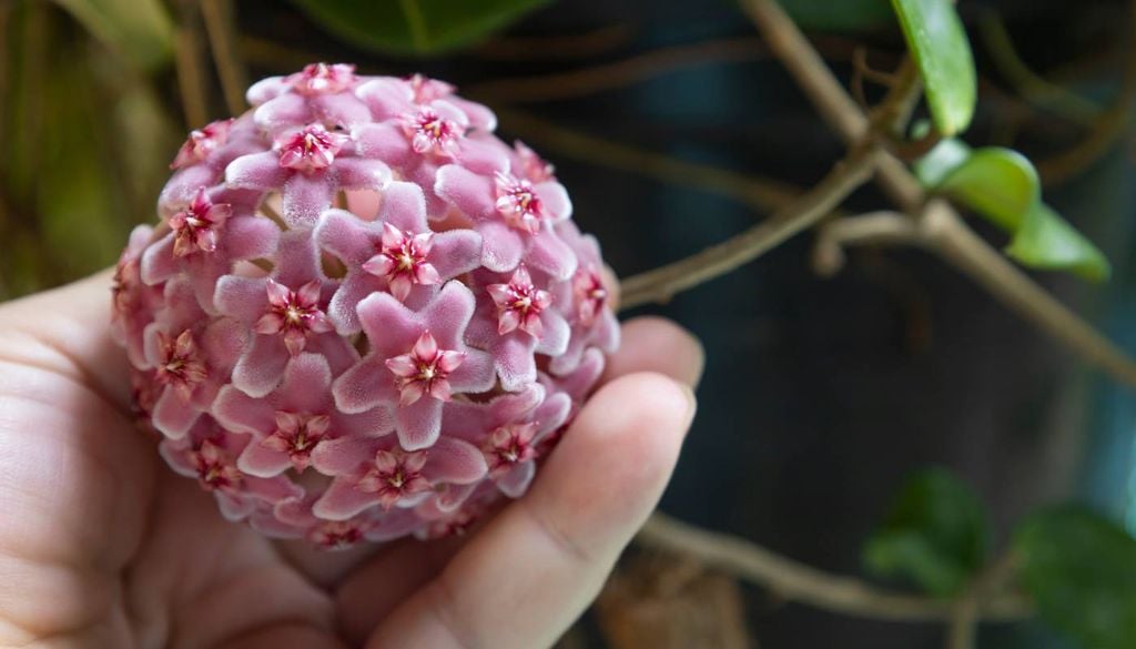 A bela flor-de-cera (Hoya carnosa).