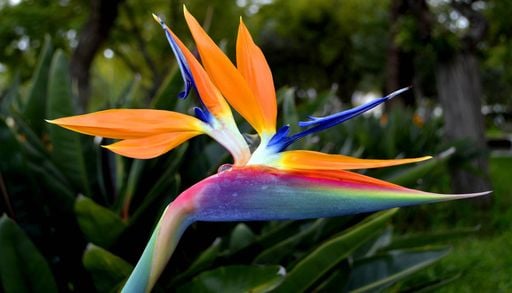 Al&eacute;m das orqu&iacute;deas: 5 flores ex&oacute;ticas para cultivar em casa e impressionar as visitas