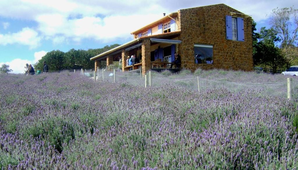 O Lavandário, um campo de lavanda pitoresco com café e loja de presentes que vende produtos à base de lavanda em Cunha (SP). Crédito: Blog Mariana Viaja.