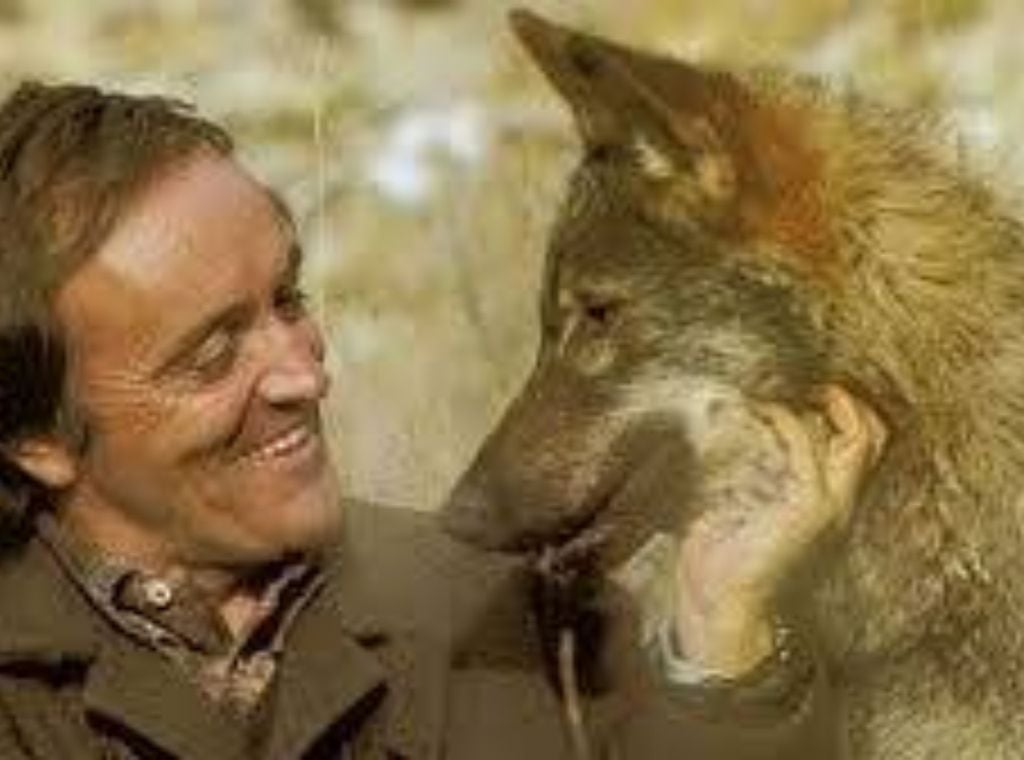 Félix Rodríguez de la Fuente cambió la percepción popular del lobo, mostrándolo como un animal noble y salvaje, no un monstruo maligno.