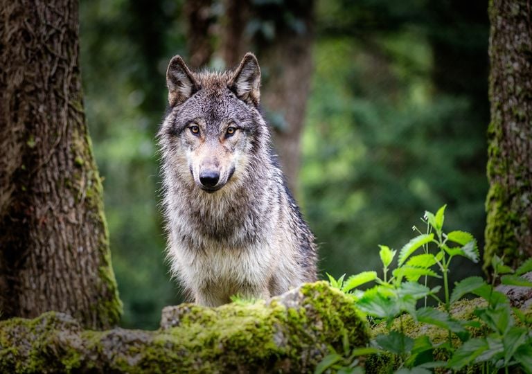 Alemania autoriza la caza del lobo tras el aumento de ataques al ganado: &iquest;qu&eacute; dicen los expertos sobre esta decisi&oacute;n?
