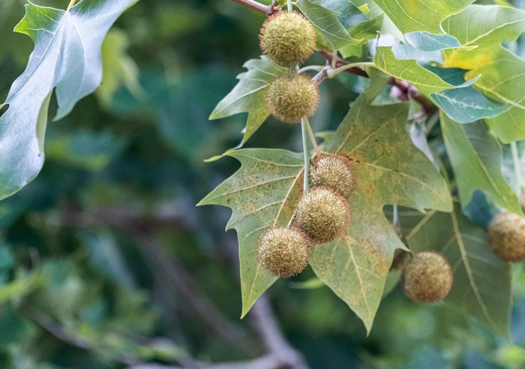 alergia polen fruto plátano asma alergia polen fruto plátano asma