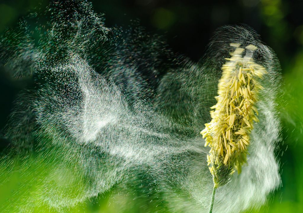 alergias de otoño planta polen ácaros viento frío alergias de otoño planta polen ácaros viento frío