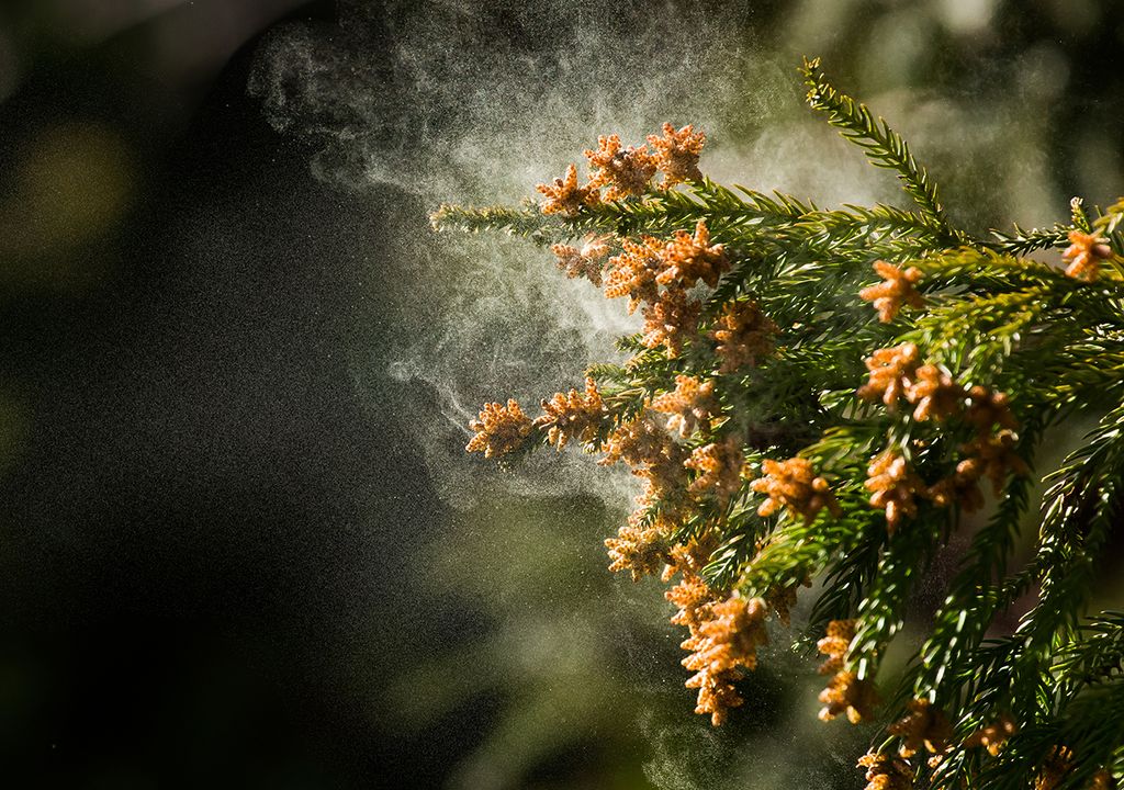 alergias de otoño polen ácaros viento frío planta alergias de otoño polen ácaros viento frío planta