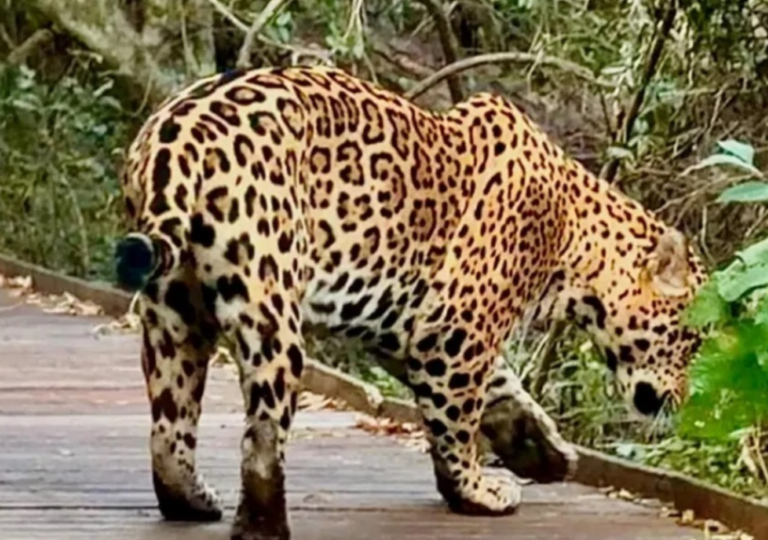 Alerta: cierran circuitos de un parque nacional por la aparici&oacute;n de un yaguaret&eacute; en las pasarelas
