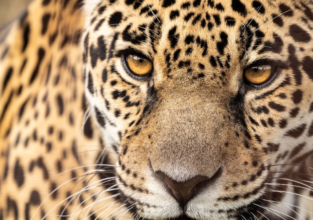 Yaguareté Ombú es uno de los ejemplares que nació en libertad en Iberá como parte del Programa de Reintroducción del Yaguareté. Foto: @RewildingArg